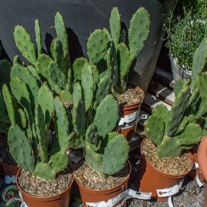 Opuncia - Opuntia vulgaris - výška 30-40 cm, kont. C3L (-2°C)